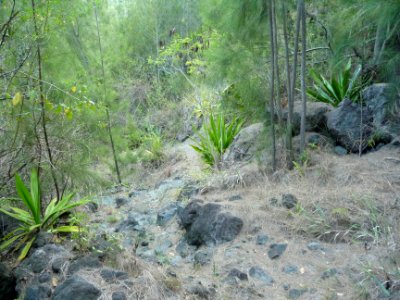 Le sentier est couvert d'aiguilles de filaos sèches et gli… 