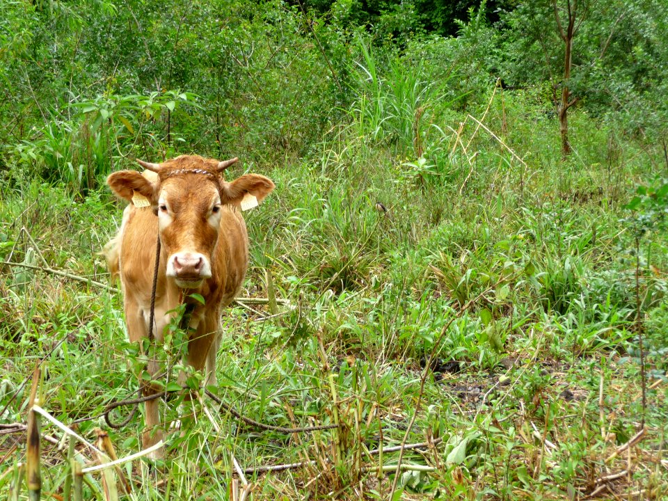 Une vache paisible 