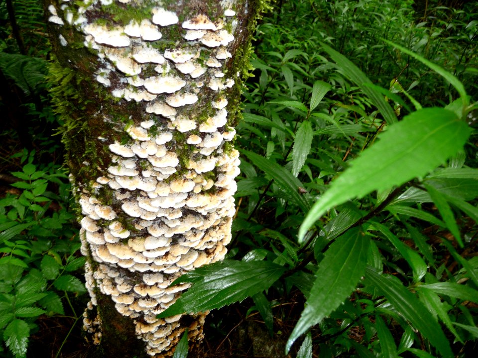 Champignons sur un tronc 