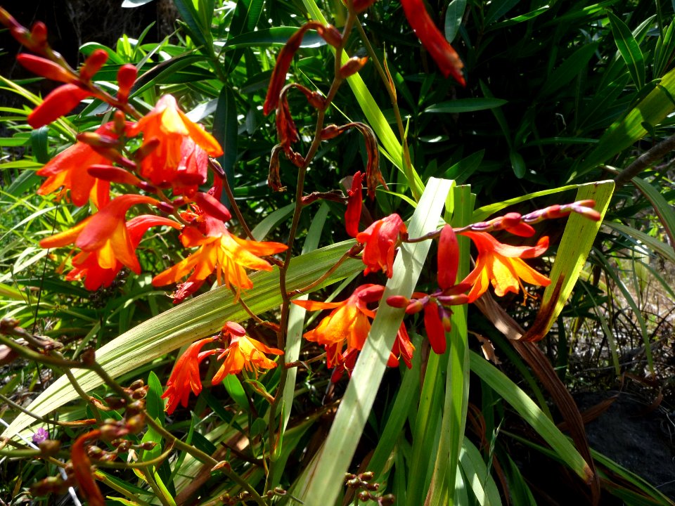 Crocosmia sp. 