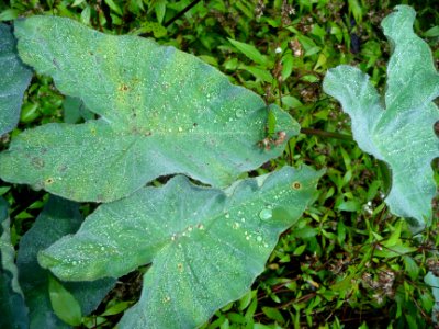 Gouttes d'eau sur une feuille de Songe, Colocasia esculent… 