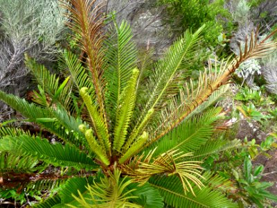 Fausse osmonde, Blechnum tabulare, Blechnacées 