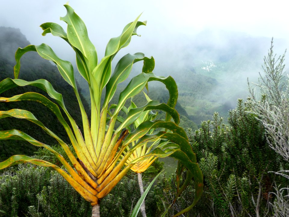 Canne marronne, Cordyline mauritania, Asparagacées 
