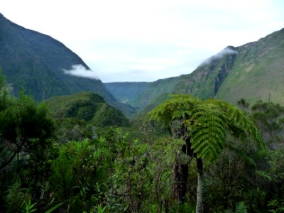 Fougère arborescente (Cyathea borbonica), le Grand Pays et… 