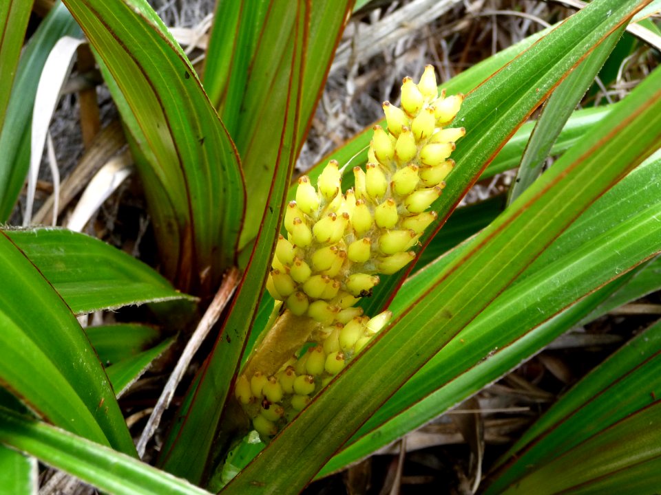 Ananas marron, Astelia hemichrysa, Asteliacées 