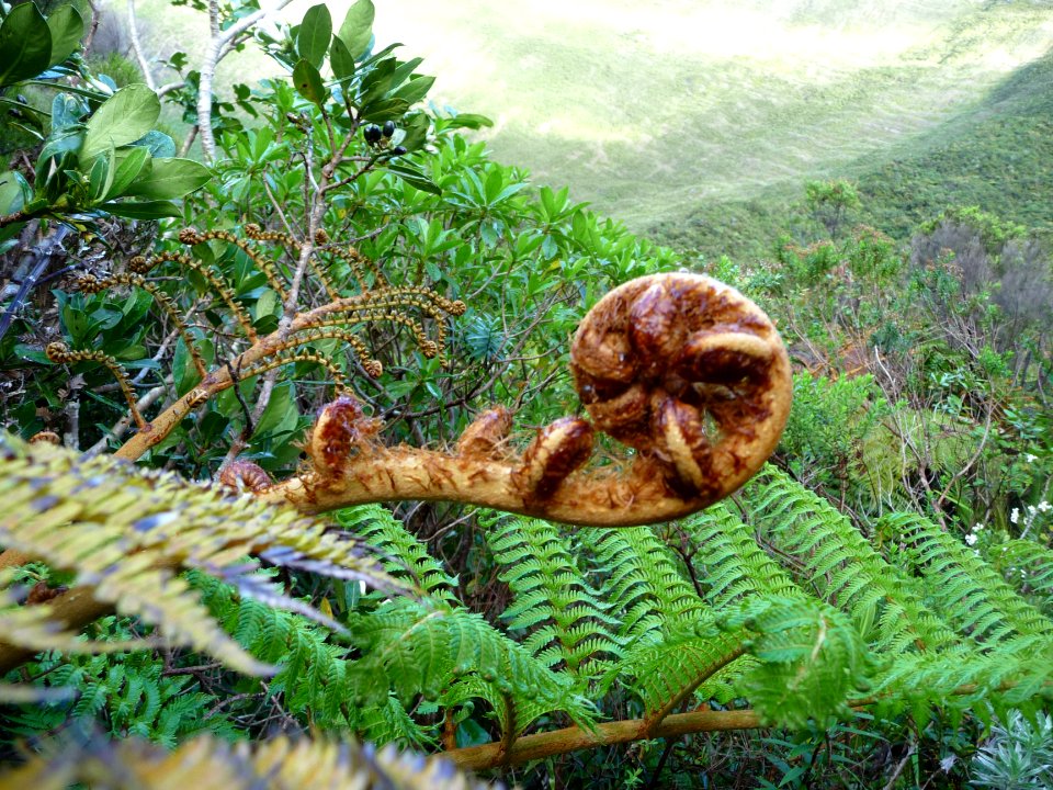 Fougère, Cyathea glauca, Cyatheacées 