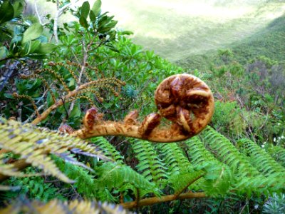 Fougère, Cyathea glauca, Cyatheacées 