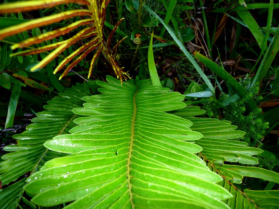 Fausse osmonde, Blechnum tabulare, Blechnacées 