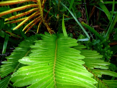 Fausse osmonde, Blechnum tabulare, Blechnacées 