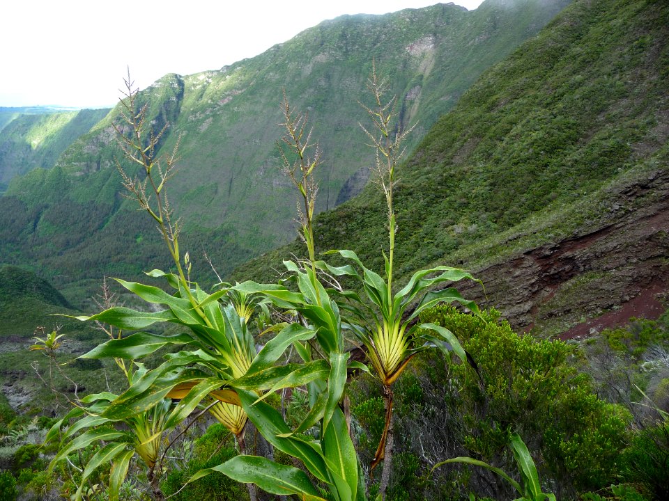 Cannes marronnes (Cordyline mauritania) 