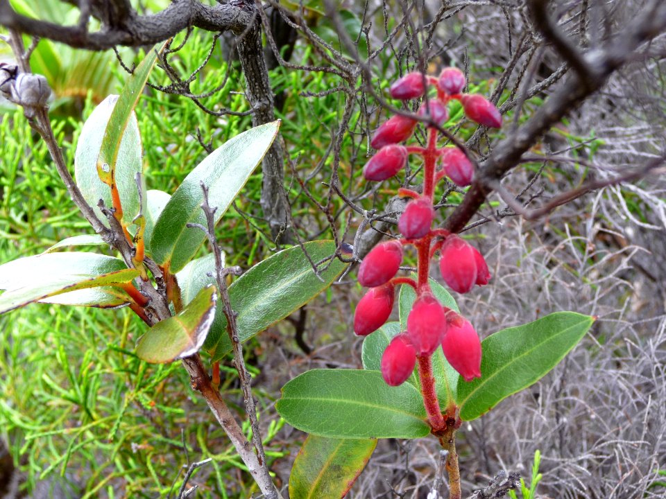 Petit Bois de Rempart, Agauria buxifolia, Ericacées 