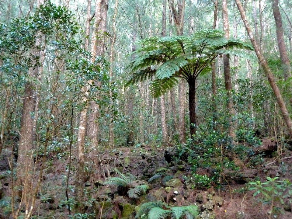 Fougère arborescente, Cyathea borbonica, Cyatheacées 