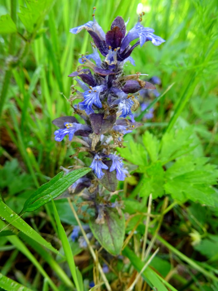 Bugle rampante, Ajuga reptans, Lamiacées 