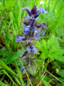 Bugle rampante, Ajuga reptans, Lamiacées 