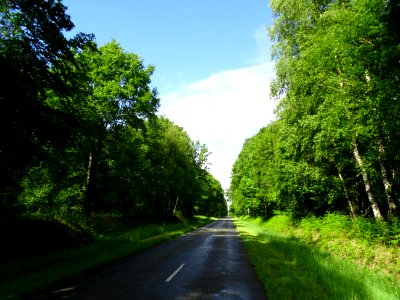 Forêt de la Ferté-Vidame, Eure-et-Loir 