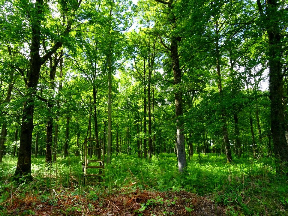 Chênes et fougères, forêt de la Ferté-Vidame, Eure-et-Loir… 