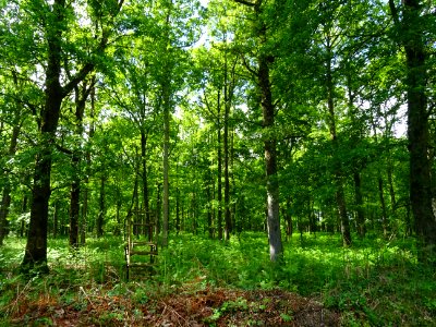 Chênes et fougères, forêt de la Ferté-Vidame, Eure-et-Loir… 
