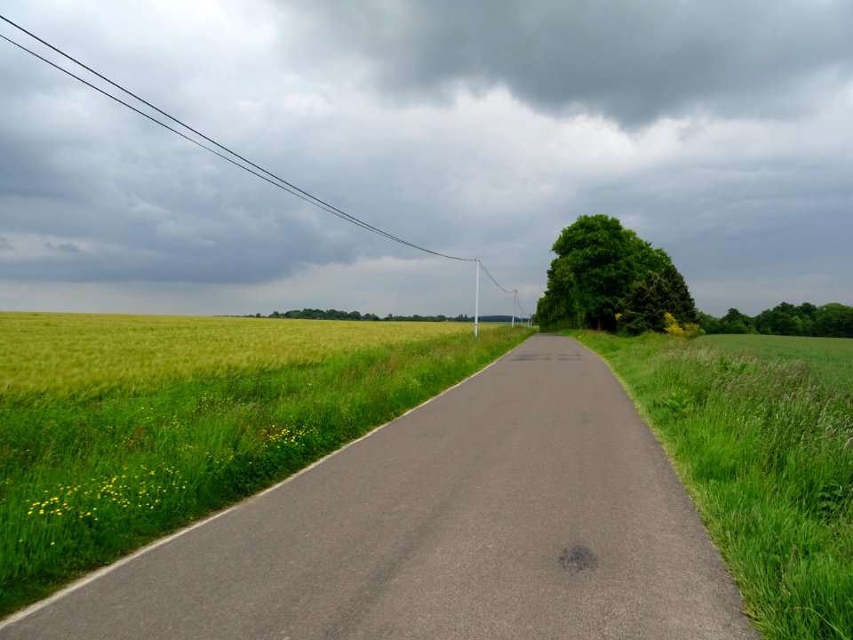 Champ de seigle à gauche, champ de blé à droite 