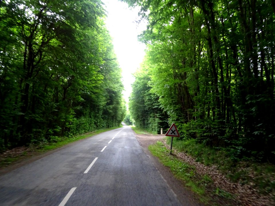 Bois de Boissy-les-Perche, Eure-et-Loir 