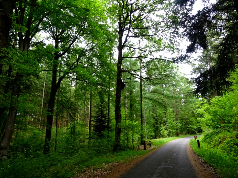 Forêt domaniale du Perche et de la Trappe, Orne 