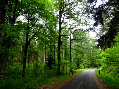 Forêt domaniale du Perche et de la Trappe, Orne 