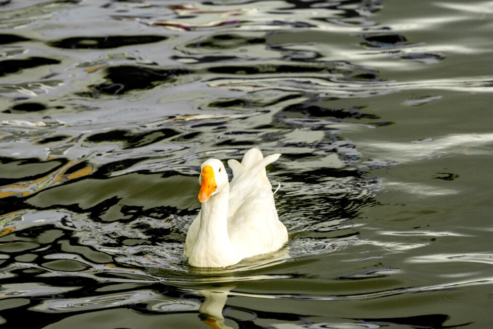 Floating birds wild life gray life