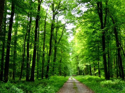 Route forestière de Maison-Maugis, près du lieu-dit La Fo… | Flickr