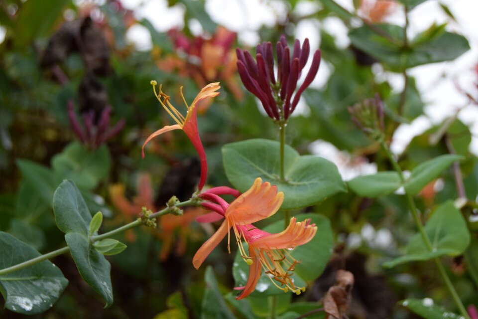 Flower honeysuckle garden