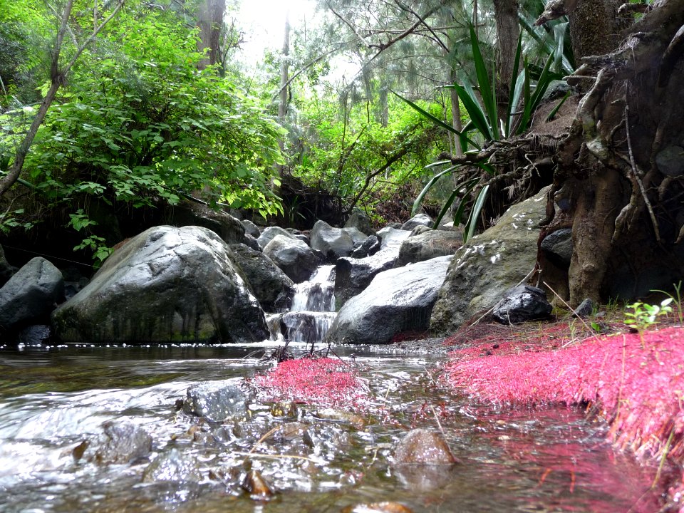 Sorte de filaments rouges, torrent, en remontant le sentie… 