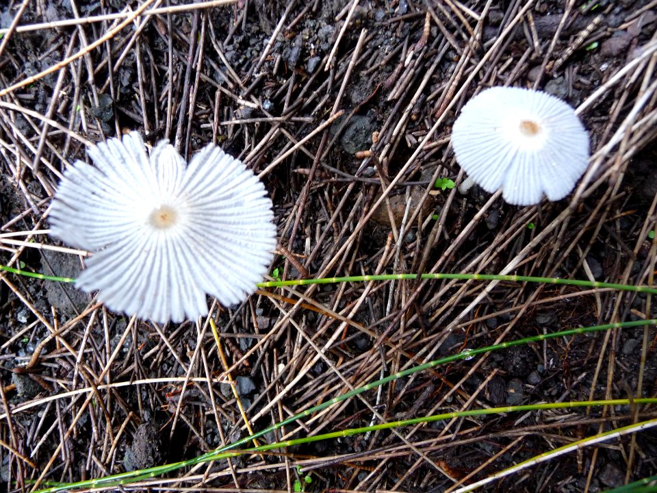 Deux champignons blancs 