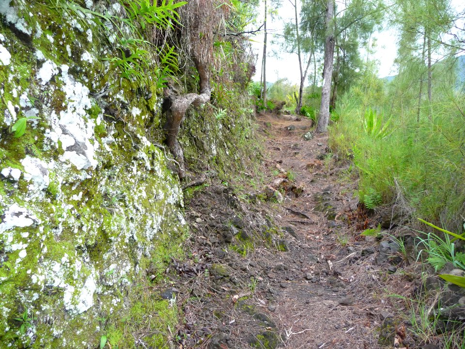 Sentier aux fougères Pattes de lézard et aux aiguilles d… 