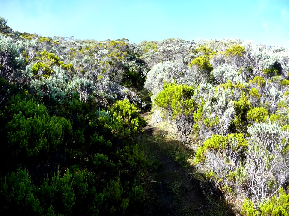 Branles sous le Piton de Caille 