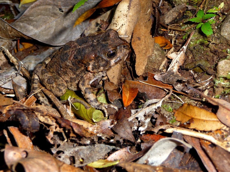 Crapaud, Buffo gutturalis 