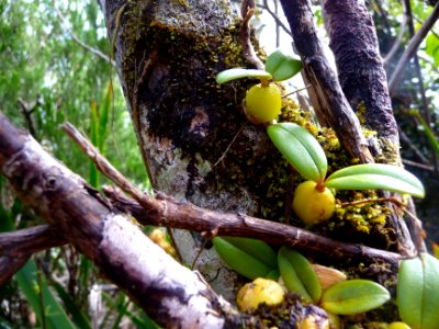 Ti carambole, Bulbophyllum nutans, Orchidacées 