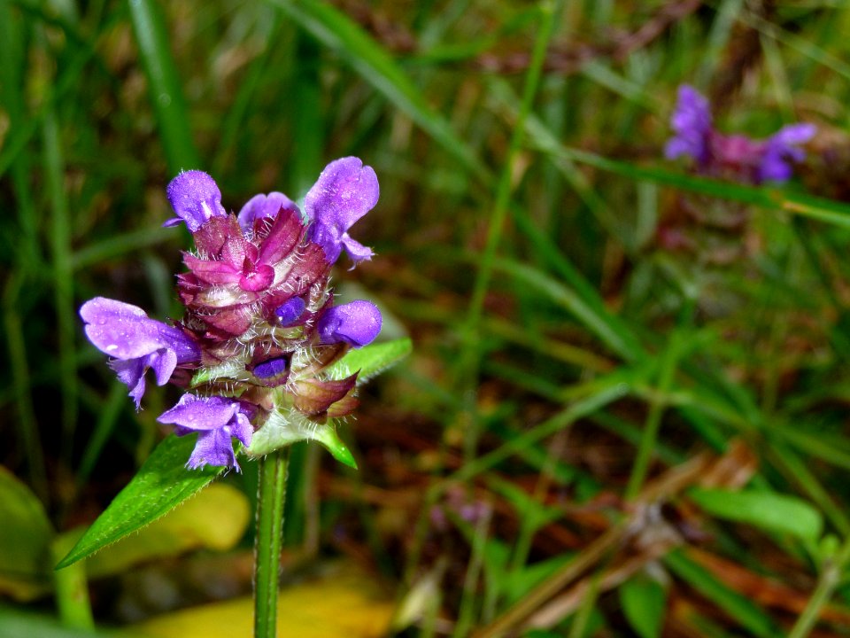 Prunella grandiflora, Lamiacées 