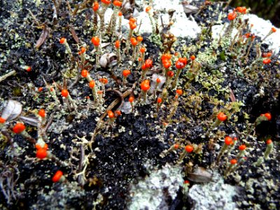 Une forêt miniature avec des lichens en colonnes avec une … 