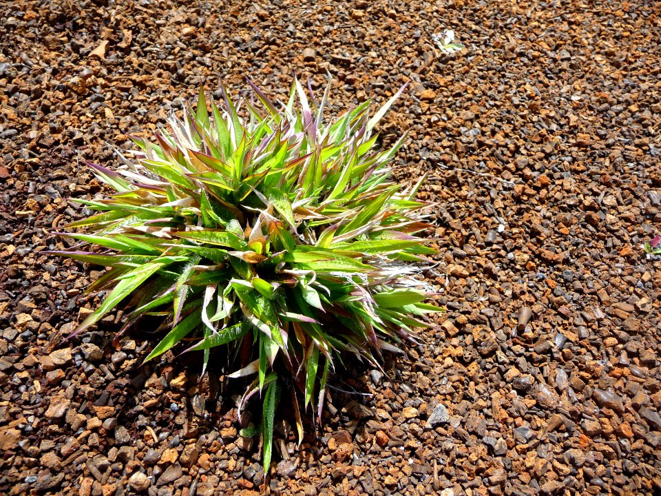 Luzule des champs, Luzula campestris, Joncacées 
