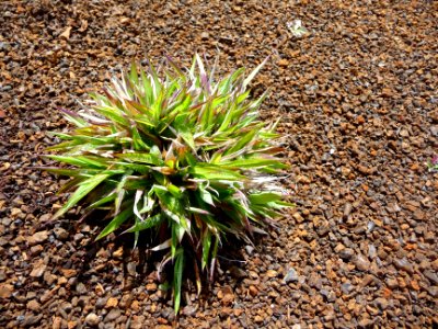 Luzule des champs, Luzula campestris, Joncacées 