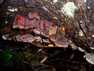 Champignons rouges et bruns 