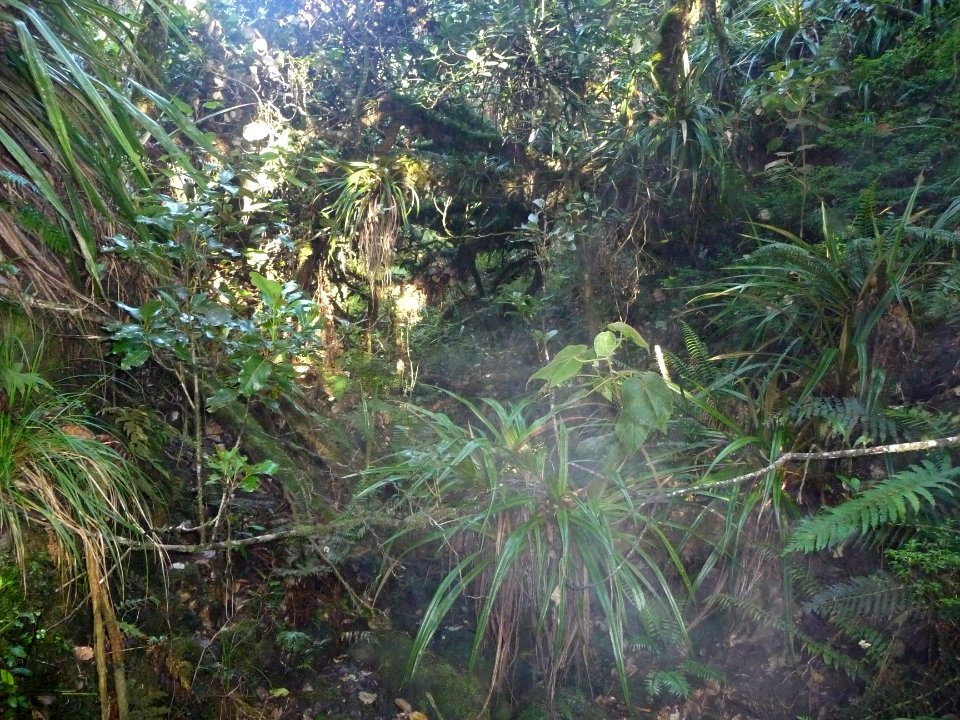 Fouillis végétal 