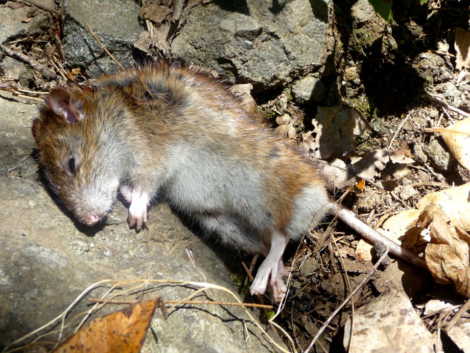 Un mulot sylvestre 