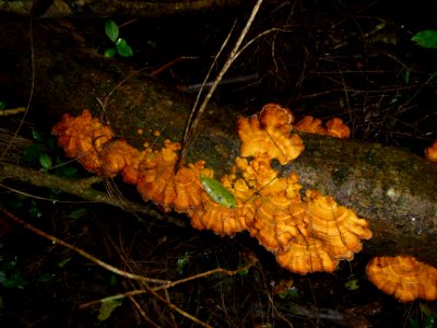 Champignons 