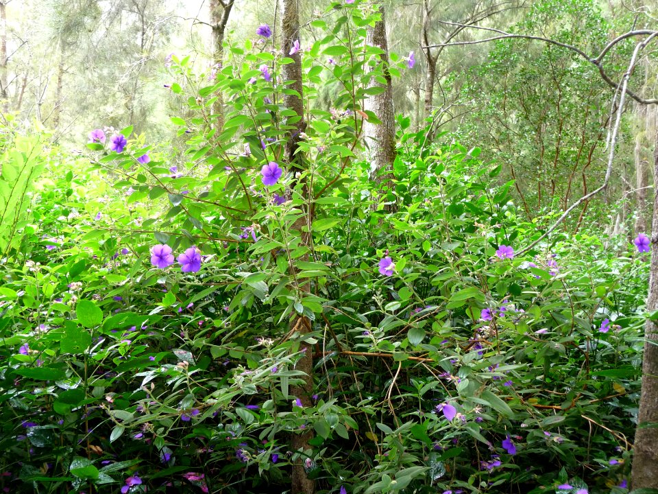 Bosquet de fleurs araignées, Tibuchina urvilleana, Melasto… 