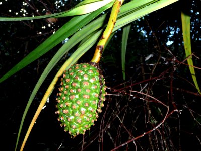 Fruit du Vacoa marron ou Pimpin, Pandanus montanus, Pandan… 