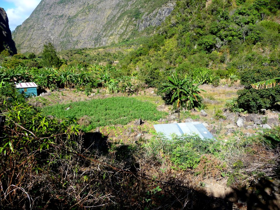 Cases, champs cultivés et bananiers à Grand Bassin 