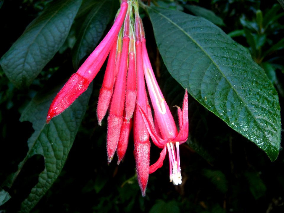 Fuchsia à grandes fleurs, Fuchsia boliviana, Onagracées 