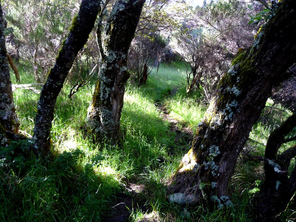 Le chemin serpente entre l'ombre et la lumière 