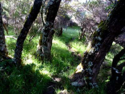 Le chemin serpente entre l'ombre et la lumière 