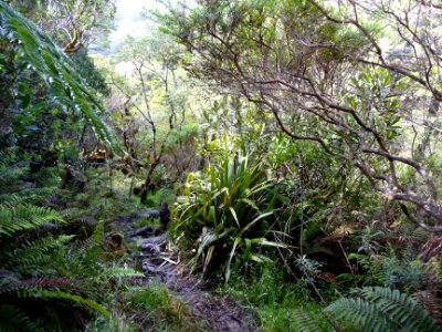 Le sentier boueux serpente dans le fouillis végétal 