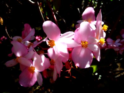 Begonia semperflorens 